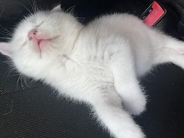 pişik yeməkləri: Şotland yastı qulaq — 6