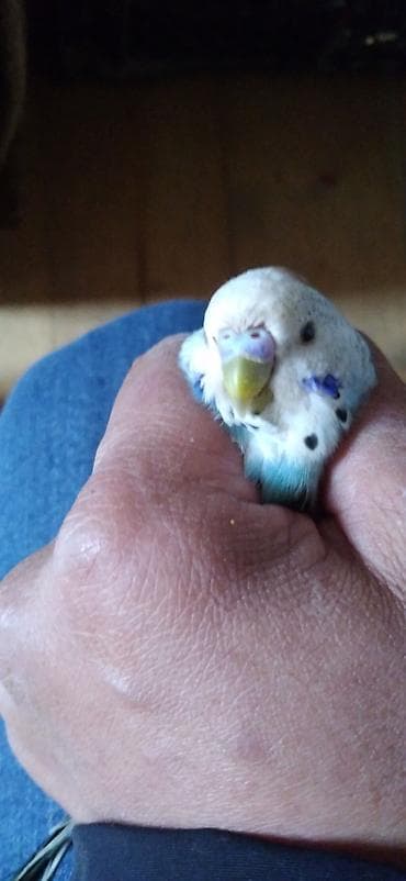 turac quşu: Məhsul: Dalmatin naxışlı dalğalı tutuquşu (budgerigar) - Rəng: açıq — 2