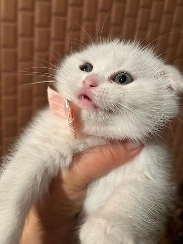 Digər heyvanlar: Şotland yastı qulaq, Erkək, Dişi, Yaxşı əllərə, Ünvandan götürmə, Pulsuz çatdırılma, Ödənişli çatdırılma — 5