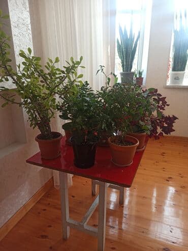 saxsi qab haqqinda: Satılır: ev otaq gülləri kolleksiyası - Sansevieriya (Qaynanadili) – — 5