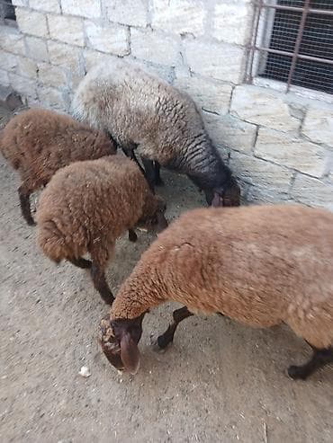 quzu: Qoyun və quzu dəstəsi - Növ: Yerli ətlik/yunlu qoyunlar - Tərkib: Ana — 4