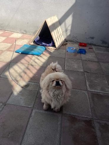Pekines, 9 ay, Erkek lalafo.az -da Pekines, 9 ay, Erkek