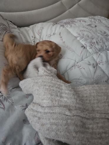 5 ayliq korpe: Miniatür, açıq krem rəngli balaca it balası - Cinsə bənzər — 1