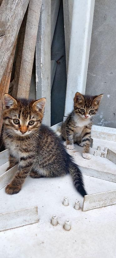 pisik oyuncagi: Tabbi, Erkək, Yaxşı əllərə, Ünvandan götürmə — 3