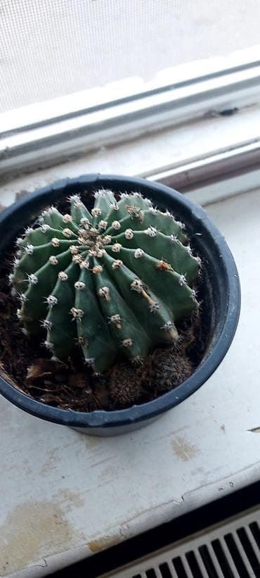 sine boyuden bitki: Kaktus – Echinopsis (sferik formalı), qara plastik dibçəkdə. - — 1