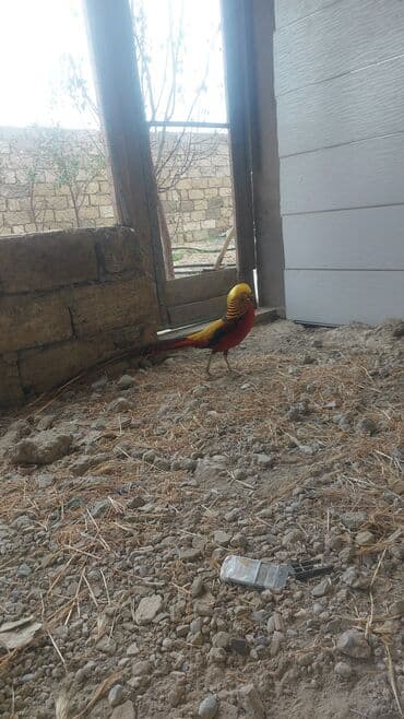 cucə yemi: Qızıl Sülün (Golden Pheasant) – dekorativ quş - Növ: Qızıl sülün — 2