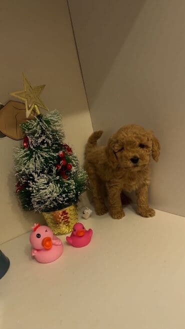 Gəmiricilər: Pudel — 3