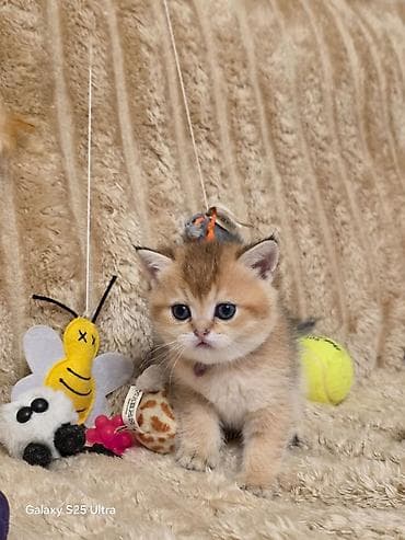 pişik geyimleri: Britan — 2