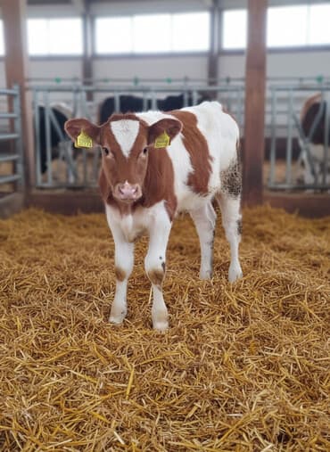 heyvanlar ucun bit dermani: Simental tipli buzov - Cins: Simental tipli, qırmızı-ağ ləkəli - — 2