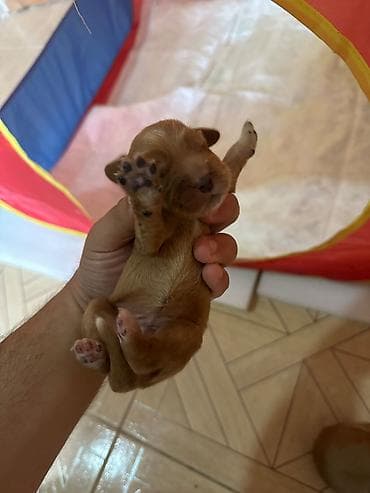 cane corso tap az: Koker spaniyel — 2
