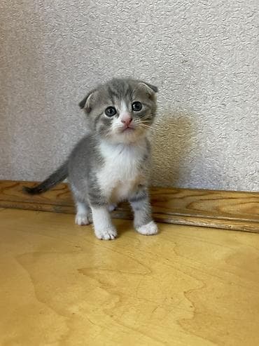 pişiy adları: Şotland yastı qulaq — 2