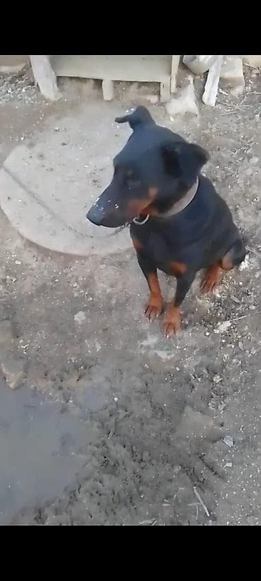 it balari: Doberman, Peyvəndli — 4