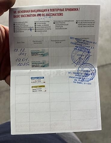 afcarka itleri: İngilis buldoqu, 1 il, Erkek, Sənədli, Ünvandan götürmə — 6