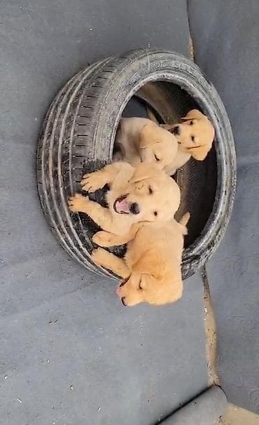 labrador satisi: Labrador-retriver, 2 ay, Peyvəndli, Ünvandan götürmə — 7