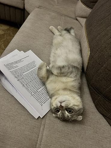 xaski ucuz: Şotland, Erkək, Cütləşmə üçün — 3