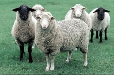 ari sudu harda satilir: Təbii ağ rəngdə, müxtəlif toxuculuq və sənətkarlıq layihələri üçün — 5