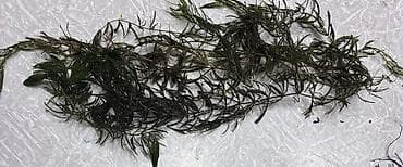 akvarium: Akvaryum üçün su bitkiləri dəsti Təbii üsulla yetişdirilmiş. Canlı — 3