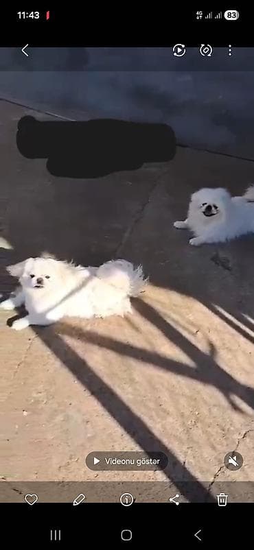 it albay: Pekines, 1 ay, Peyvəndli — 3