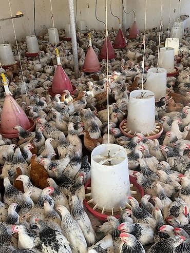 Satış: əti-yumurta yönümlü kənd toyuqları (qarışıq rənglər: ağ-qara — 1