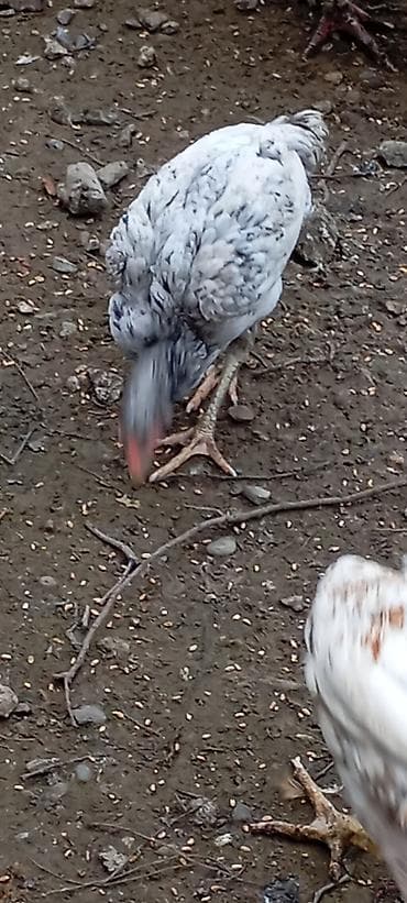 Inəklər, öküzlər: Heyrati kül fərə satilir.5 ayliqdi.türk cinsi — 2