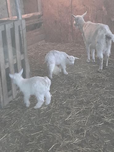 Toyuqlar: Salam aleykum sudluk Zenan keçi si yanin ekiz bala ile satilir 500man — 1