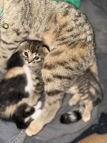 Şotland yastı qulaq, Erkək, Dişi, Yaxşı əllərə