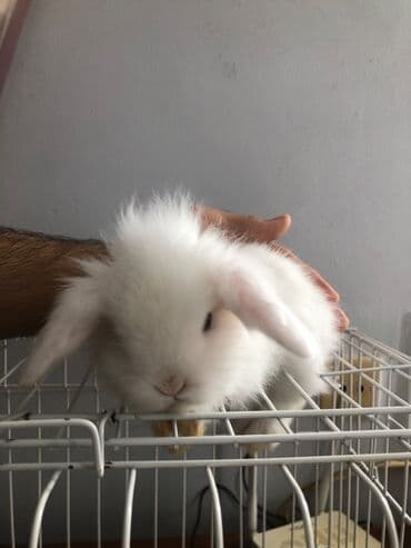 norka heyvan: Minilap dovşan 1i erkek 1i dişi setqası su qabları qumu otları üsdündə — 3