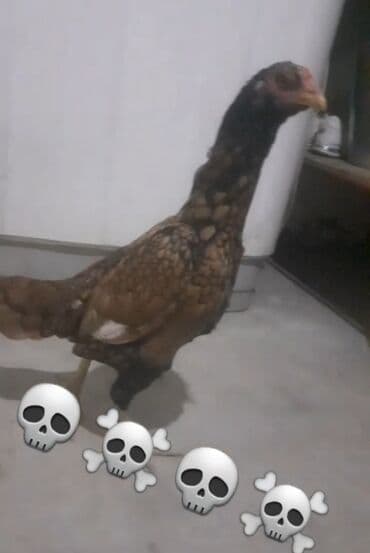 toyuga verilen adlar: Toyuq, Damazlıq — 3