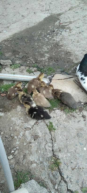 ordek novleri: Satılır: indoördəklərin balaları (musk ördək civcivləri) - Növ — 5