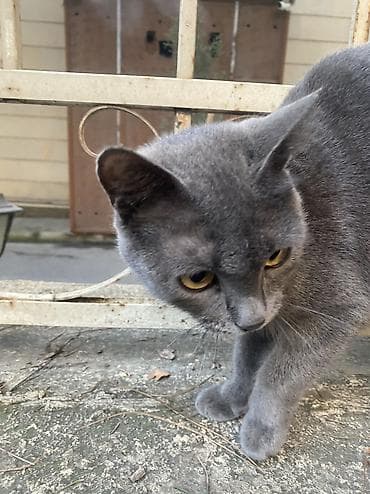 ucuz pitbul: Boz tüklü pişik - Rəng: vahid tünd-boz (dumanı xatırladan rəng — 2