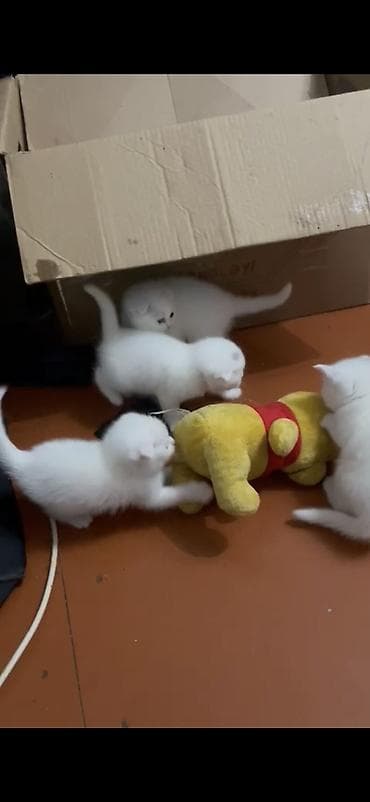 şotlan pişik: Şotland yastı qulaq, Erkək, Dişi — 4