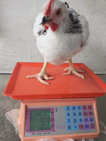 yumurtayan toyuq: Saglam colpalar 3 dəfə vaksın olunub ünvan Zıg həm ətlik həm — 2