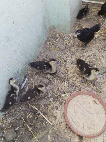 mirvari ordək: Muscovy (hinduşka ördəyi) balaları satılır. Xüsusiyyətlər: - Cins — 3