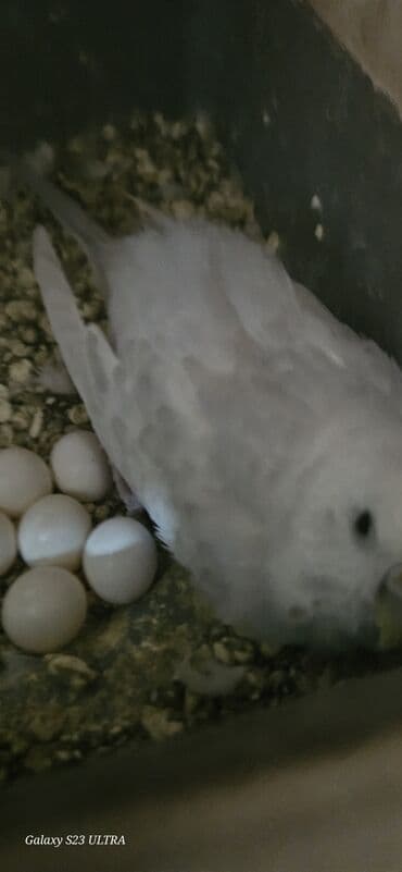 попугай ара цена: Papuqaylar satılır — 5