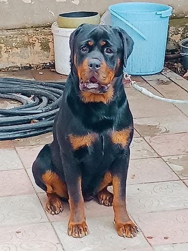 itləe: Rotveyler, 9 ay, Dişi, Peyvəndli, Ünvandan götürmə — 2