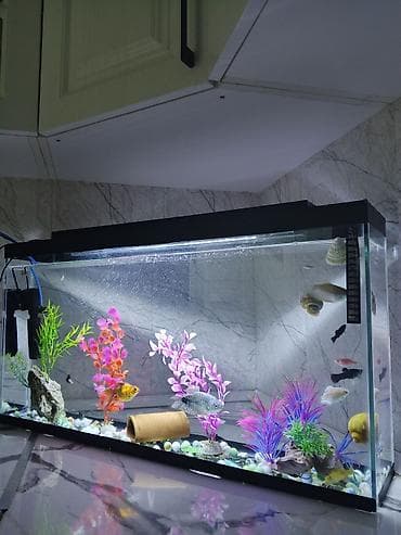 Akvaryum dəsti – şüşə akvarium və tam işlək avadanlıq Xüsusiyyətlər lalafo.az -da Akvaryum dəsti – şüşə akvarium və tam işlək avadanlıq Xüsusiyyətlər