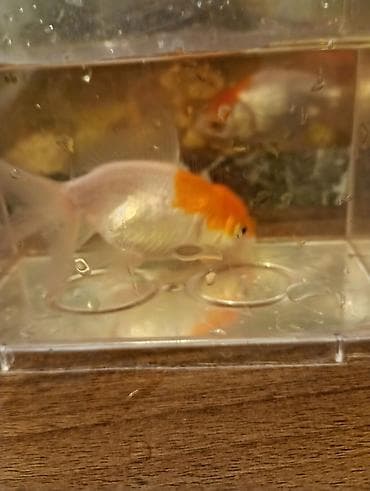 akvarium 120 cm: Oranda, Sülhsevər — 5