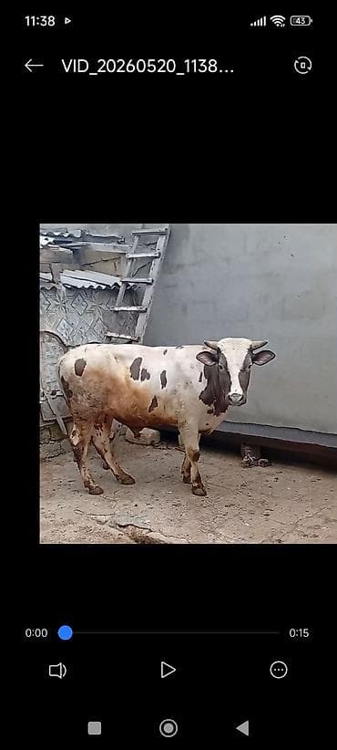 Erkək dana qurbanlıq at lalafo.az Erkək dana qurbanlıq