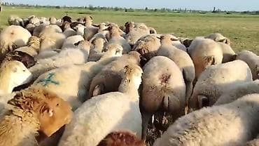 bülbül quşu satışı: Dişi, il: 1, Damazlıq, Pulsuz çatdırılma — 4