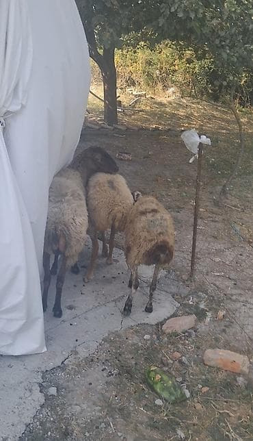 ev pişik adları: 3 dene qoyndu gogazdilar — 1