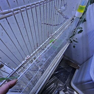 Digər heyvanlar: Qefes — 6