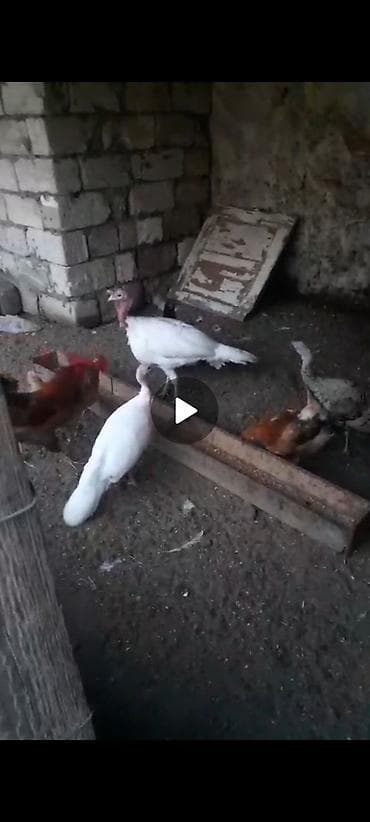 Satış: ördək və toyuqlarla birlikdə saxlanılan hnduşkalar Təsvir: -