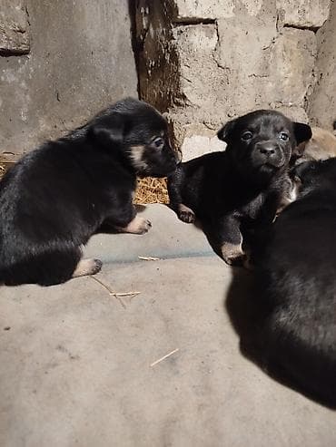 coban itlerin satisi: Əla növ qulaği sallağ zvanoklar satilir 7 ədəd di 3 həftəlikdirlər — 8