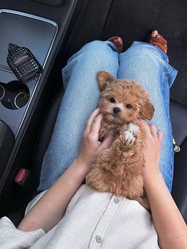 it tap az: Kore poodle xaricdən gelmə ata 1 kilo 500q- Ana 2 kilo — 1