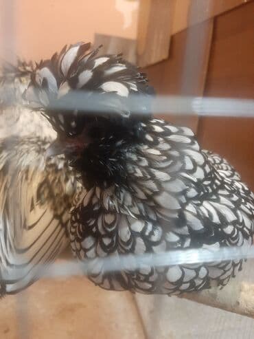 Inəklər, öküzlər: Toyuq, Damazlıq — 6