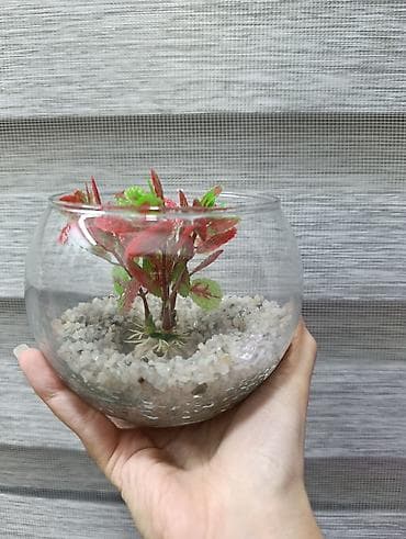 Yumru akvarium, Boş, 1 l, Ünvandan götürmə, Pulsuz çatdırılma, Ödənişli çatdırılma