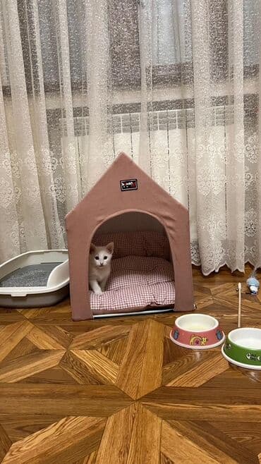 в добрые руки котята: Самка, В добрые руки, Самовывоз — 4