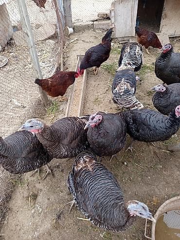 Fətəli xoruzlu kq 15 m ünvan buzovna yerli deyil brozdur Təsvir: - — 4