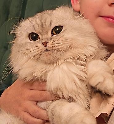 lalafo pisik: Britan yastı qulaq, Dişi, Yaxşı əllərə, Ödənişli çatdırılma — 1