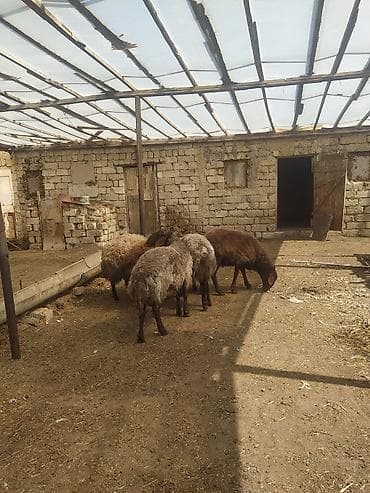 Hinduşkalar: Erkək Qala qoçları satılır Cavan heyvanlardı 3 dənə qırxılmışdar 850 — 5